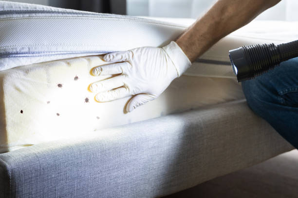 Best Flea Control Services  in Norlina, NC