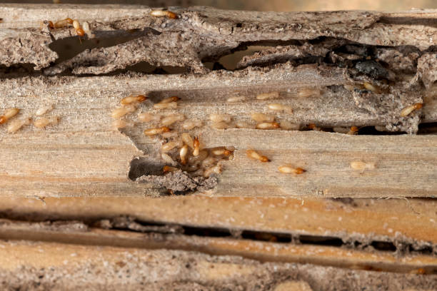 Flea Control Services in Norlina, NC